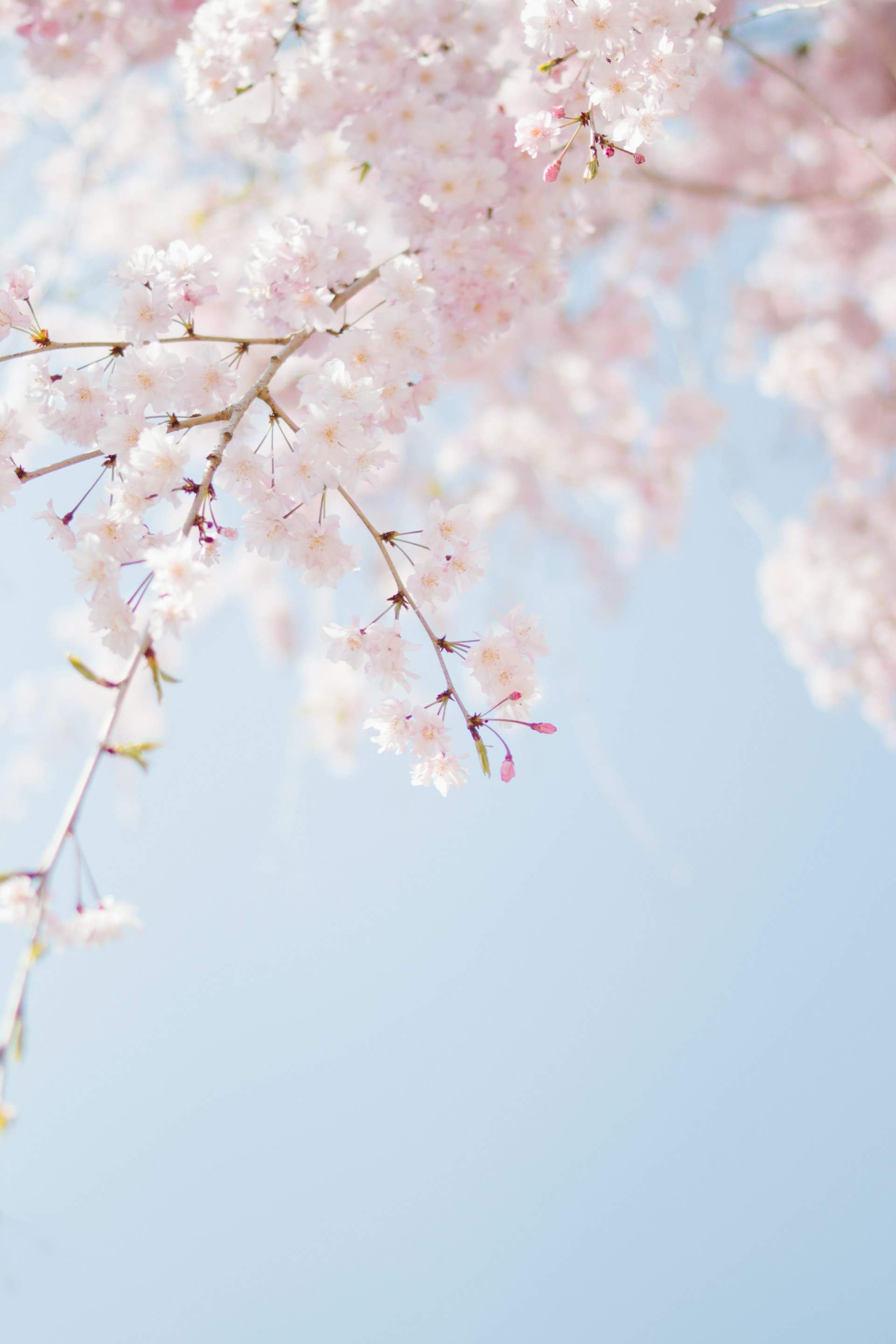 ¿Es posible que soñemos más en primavera?