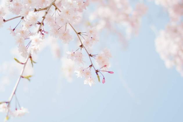 tomoko uji eriuKJwcdjI unsplash tomoko uji eriuKJwcdjI unsplash