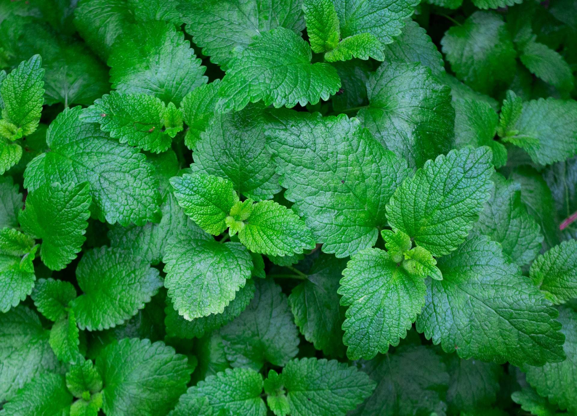 Propietats de l'herba més refrescant: la menta