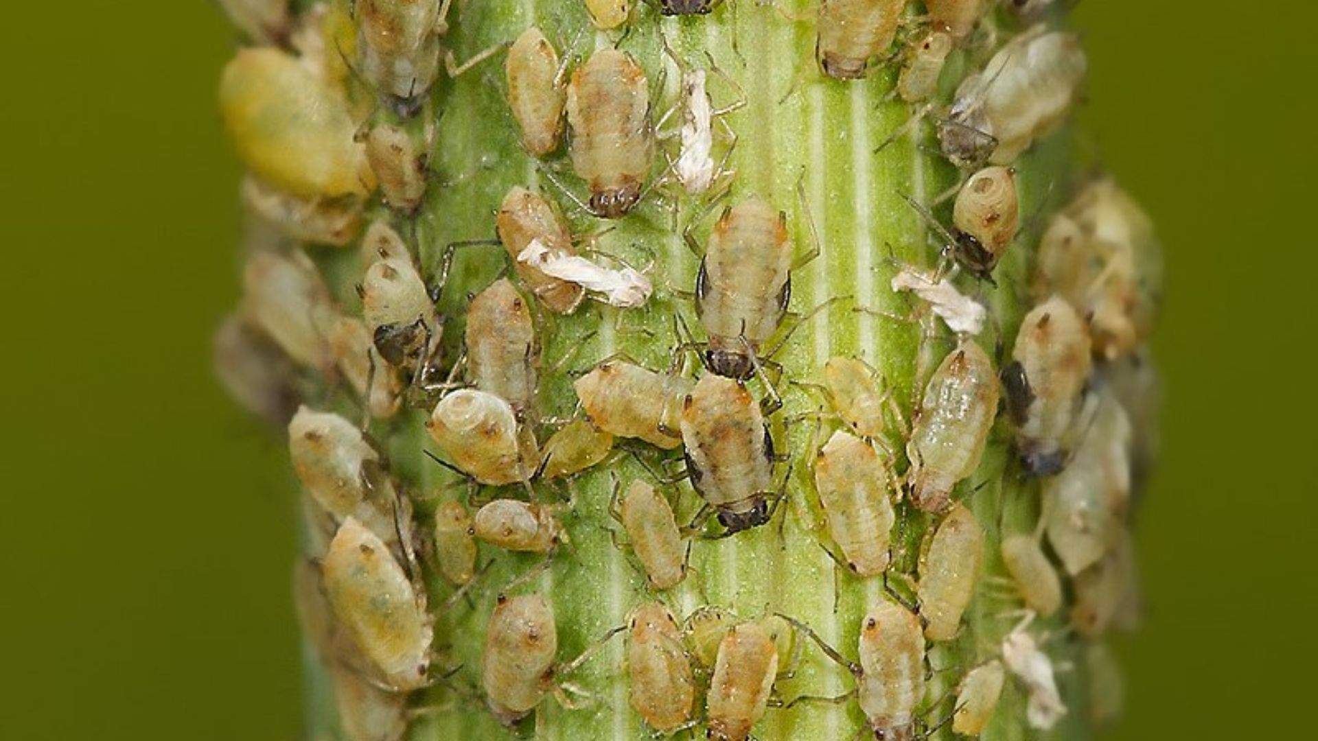 Descubre cómo hacer insecticidas caseros: ¡que las plagas no acaben con tu jardín de casa!