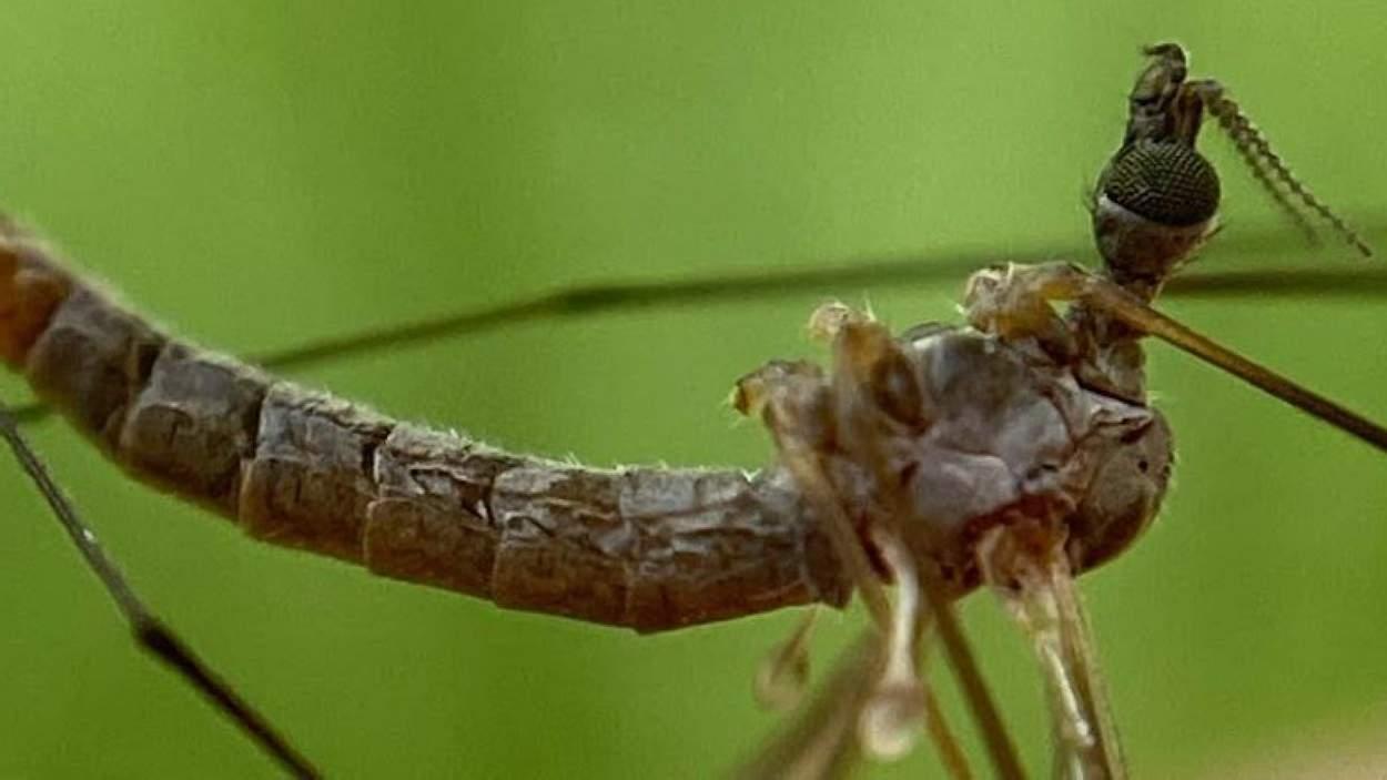Així és la mosca grua única al món que porta el nom de ‘Collserola’, el parc on es va descobrir