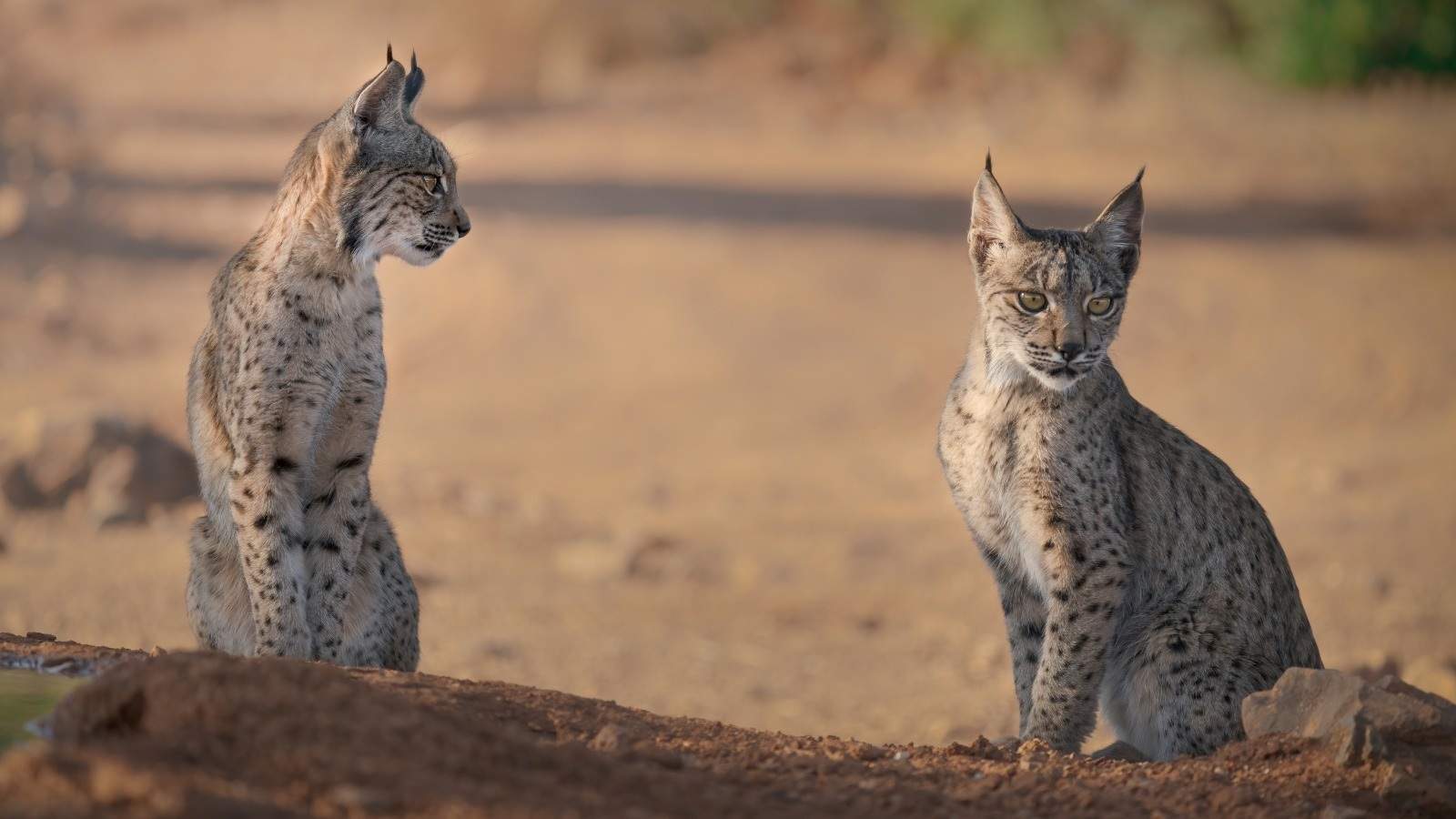 La población de lince ibérico supera los 2.000 ejemplares y se aleja del peligro de extinción