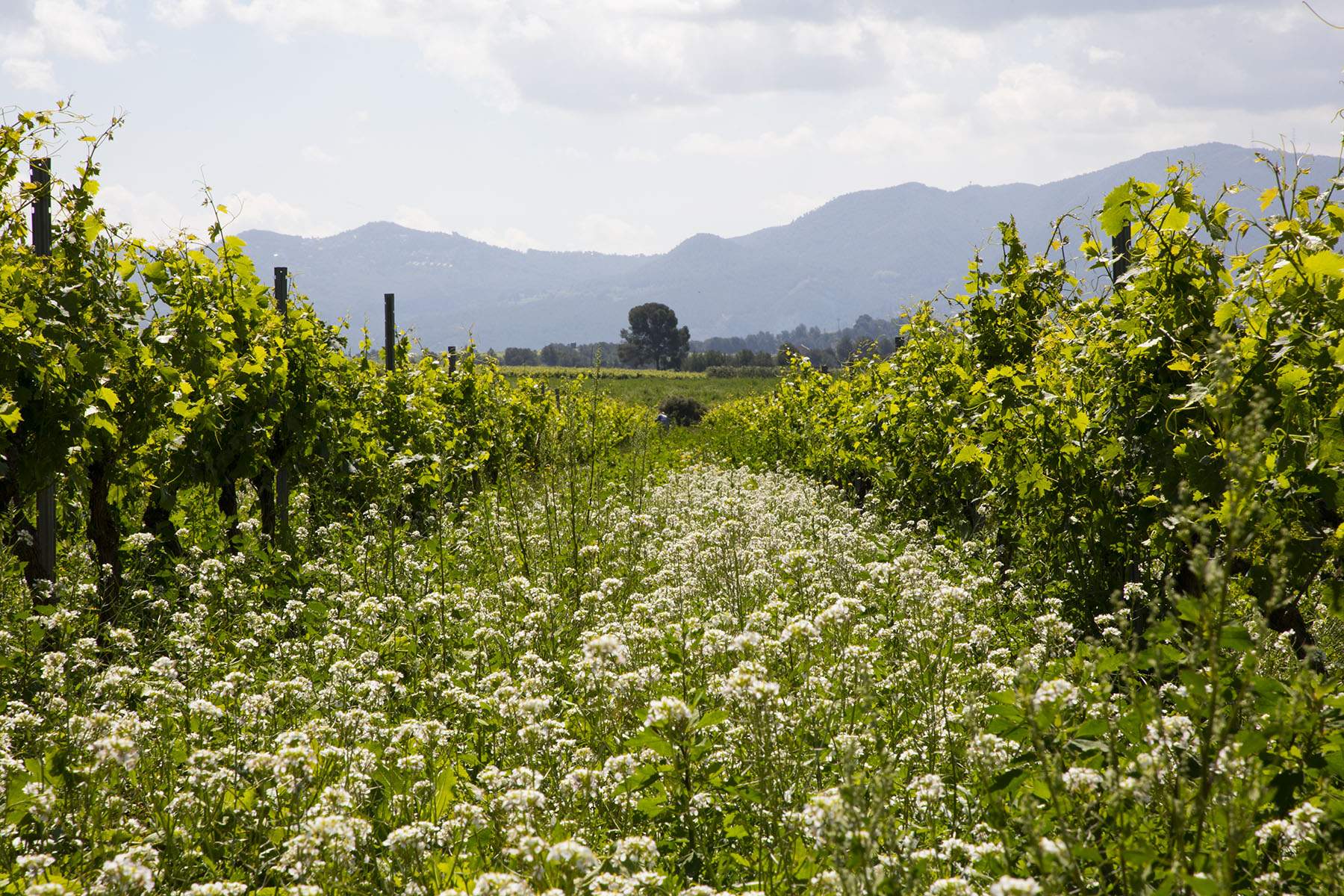 Un tercio de los alimentos ecológicos que se elaboran en Catalunya se destina a la exportación