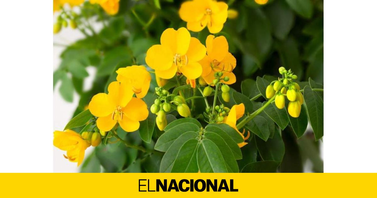 La hoja de Sen y su poder medicinal