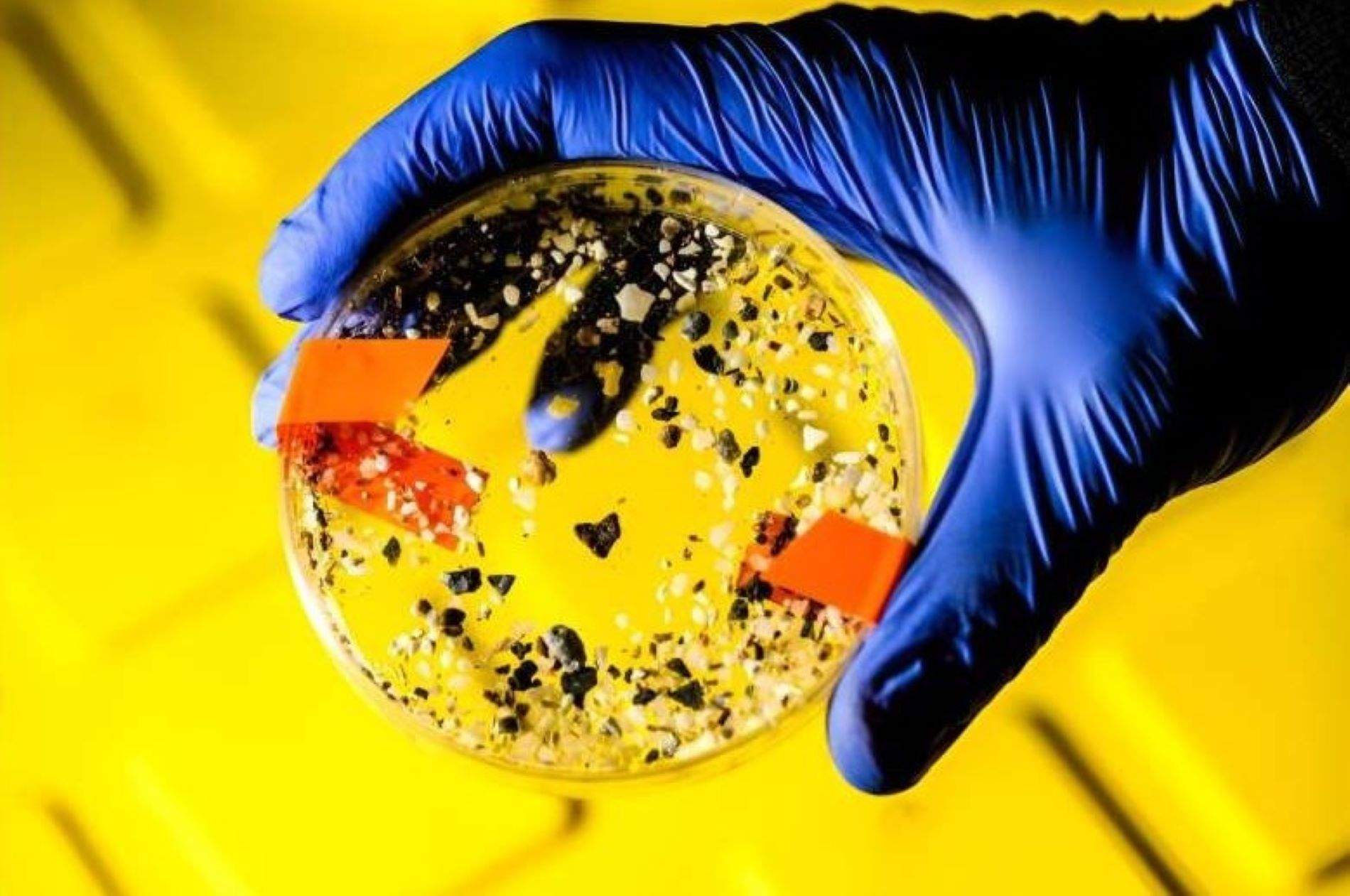 Los microplásticos entran en las células y provocan daños en el ADN, alerta un estudio