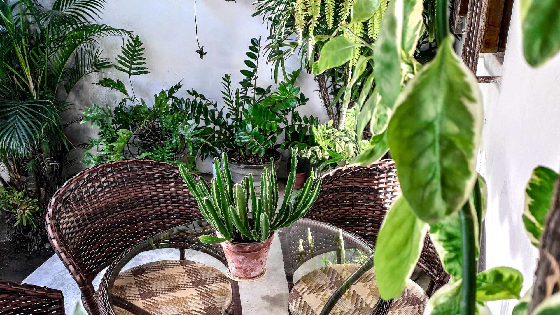 Aquestes són les plantes que més purifiquen l'aire de casa teva: són autèntics filtres naturals