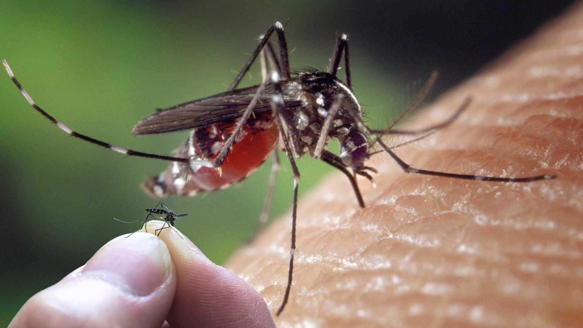 Las plantas repelentes de mosquitos que necesitas para la llegada del calor
