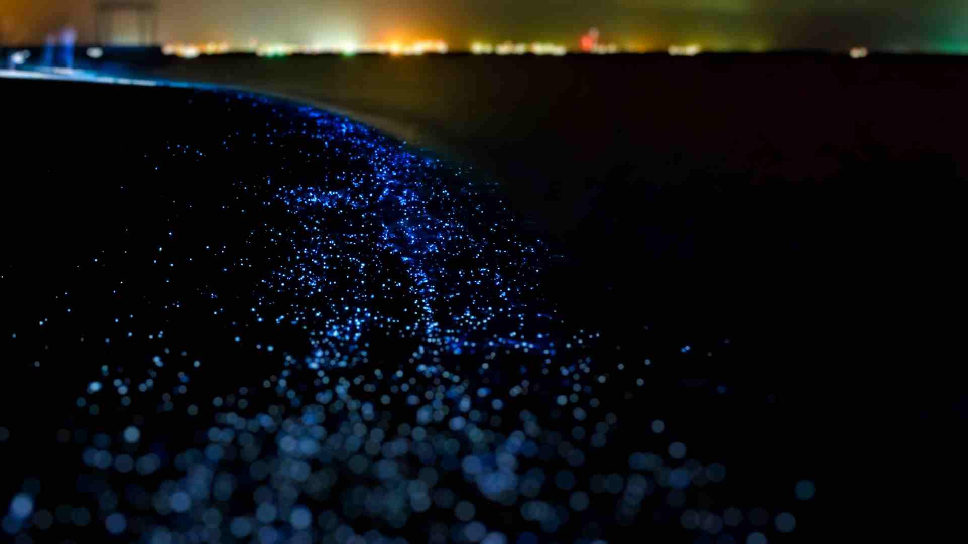 Descobreix platges màgiques que s'il·luminen a les nits: el fenomen més bonic de la península!