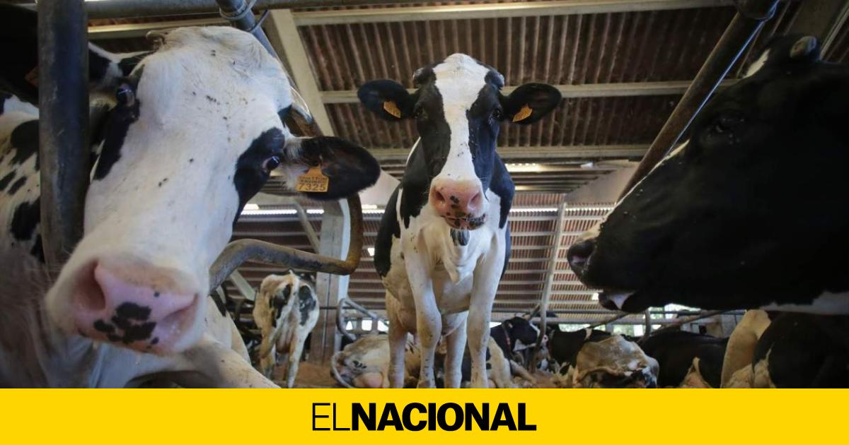 The European Union wants to diversify the plant proteins consumed by European livestock