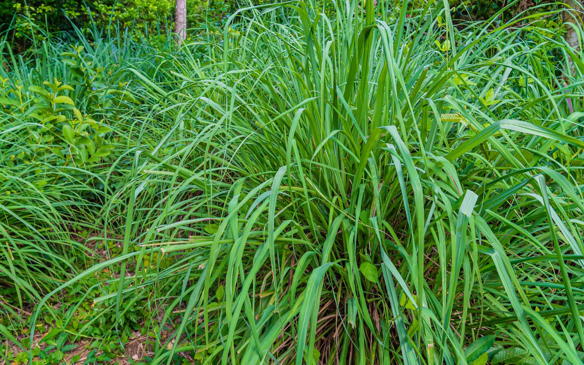Planta de citronela: ¿cómo cuidar el mejor remedio antimosquitos?