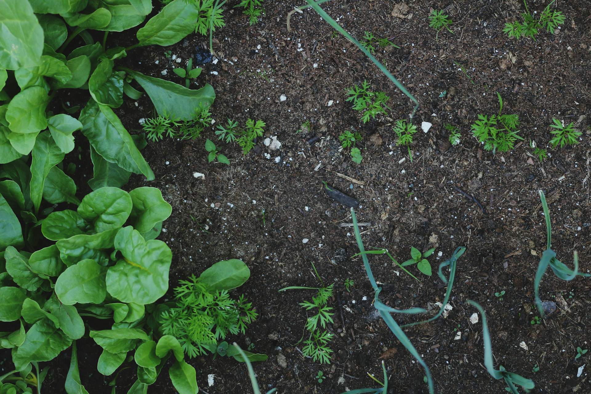 Juny: aquests són els aliments que pots plantar aquest mes