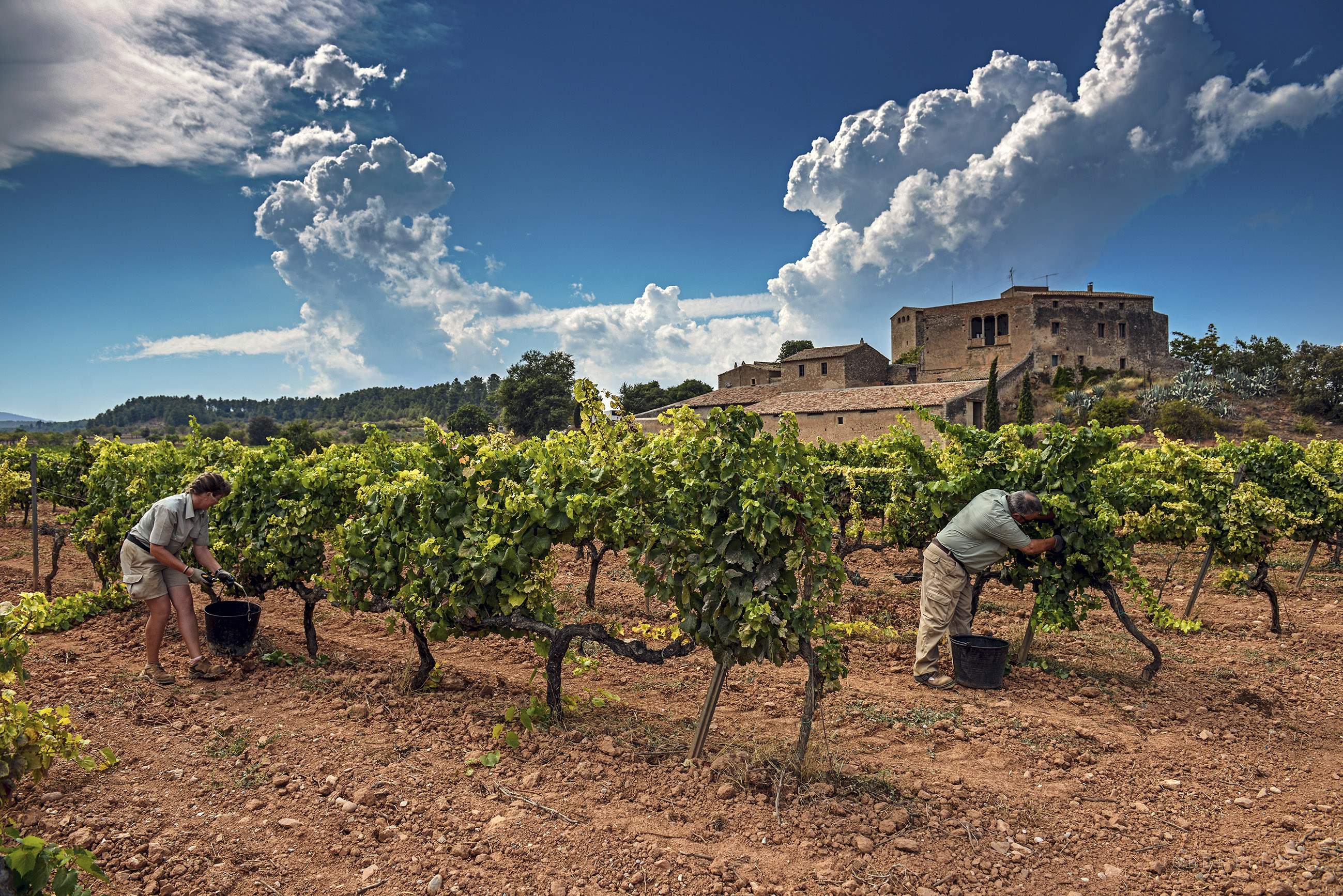 El vino también puede ser 'net zero'