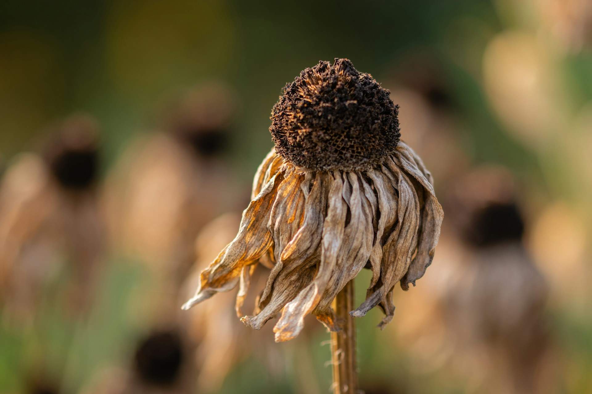 ¿Cómo afecta el calor al estado de ánimo?