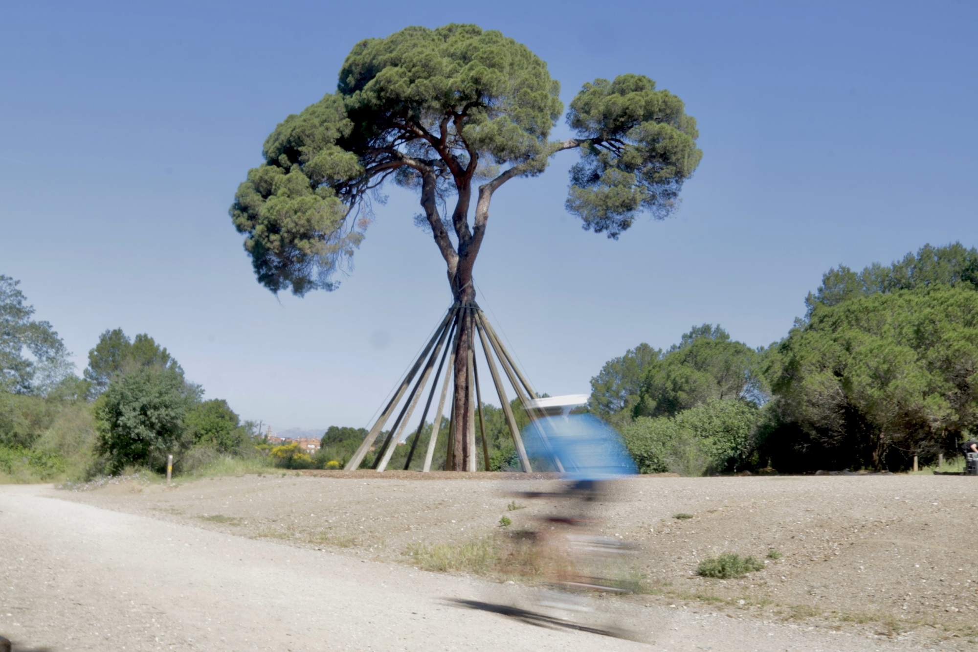 Sant Cugat reclama que el Pi d'en Xandri sigui declarat Arbre Monumental de Catalunya