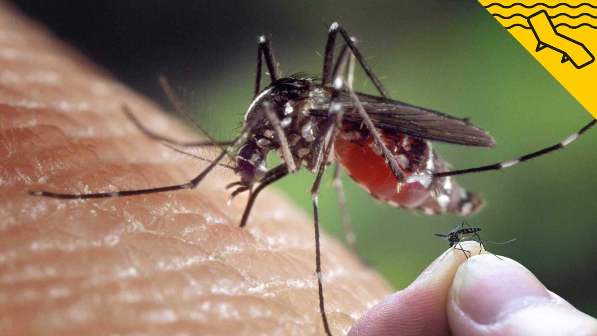 Estos son los mosquitos más peligrosos, según la OCU: ¡cuidado con ellos!