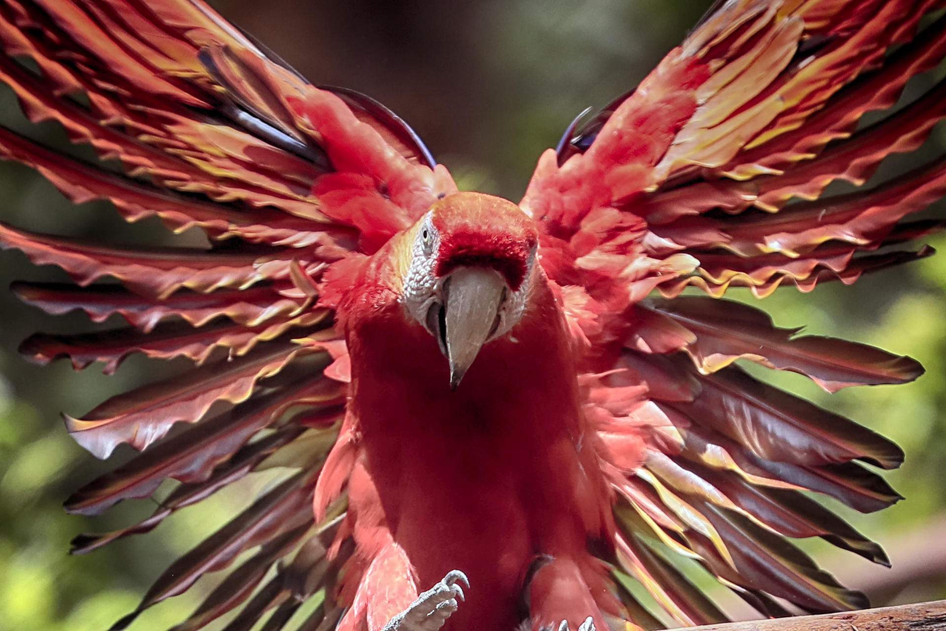 Tegucigalpa (Hondures)