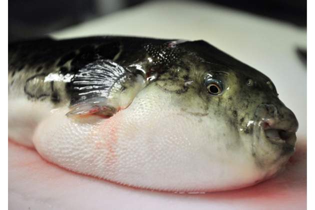 Fugu Fugu