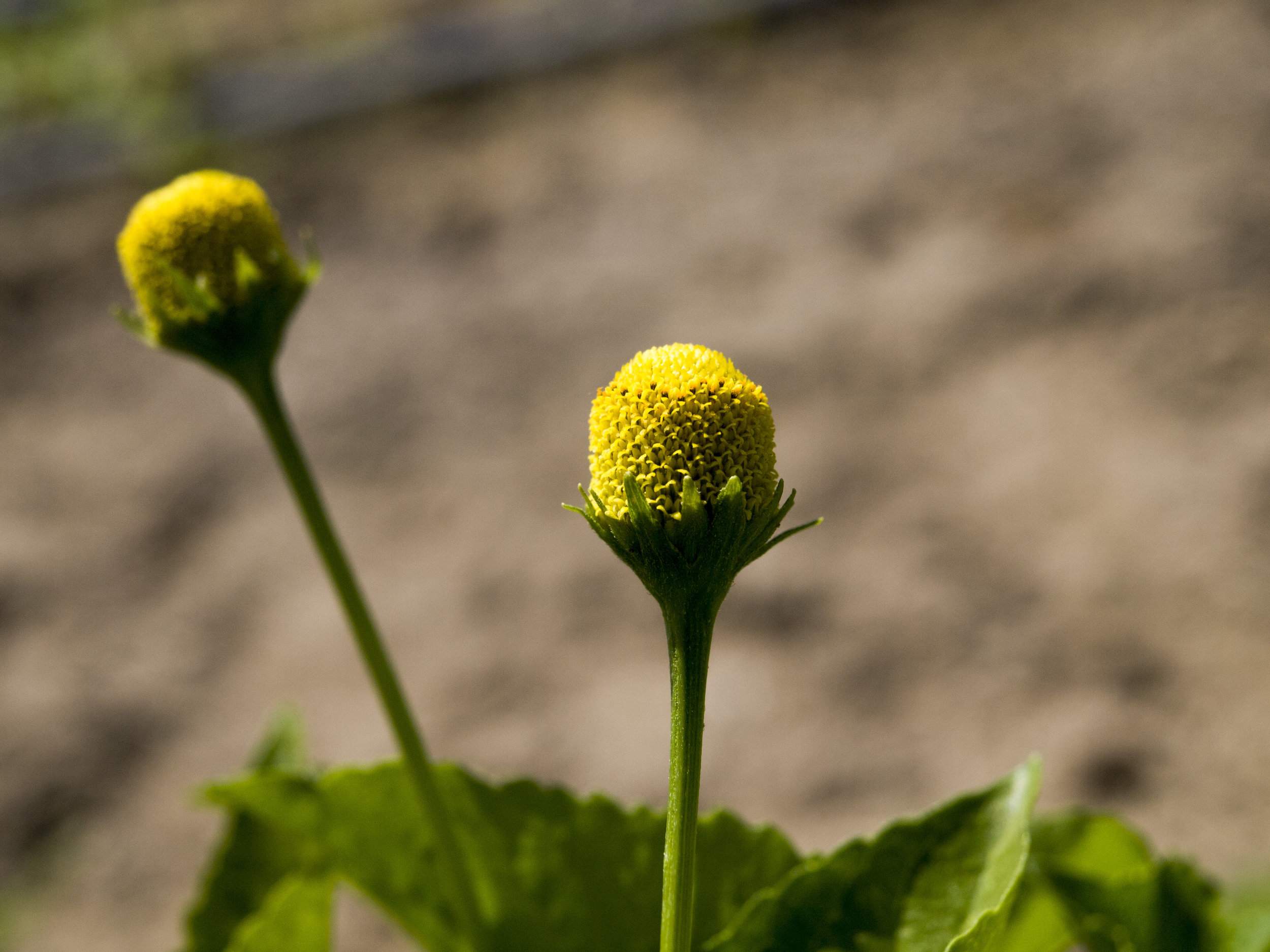 Què és la flor elèctrica i per què se serveix en alguns restaurants abans de menjar?