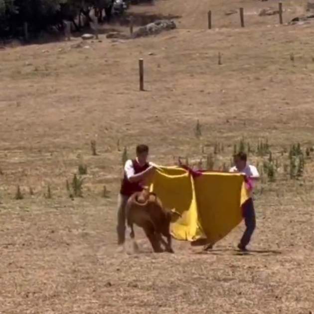 Almeida torero X Almeida torero X