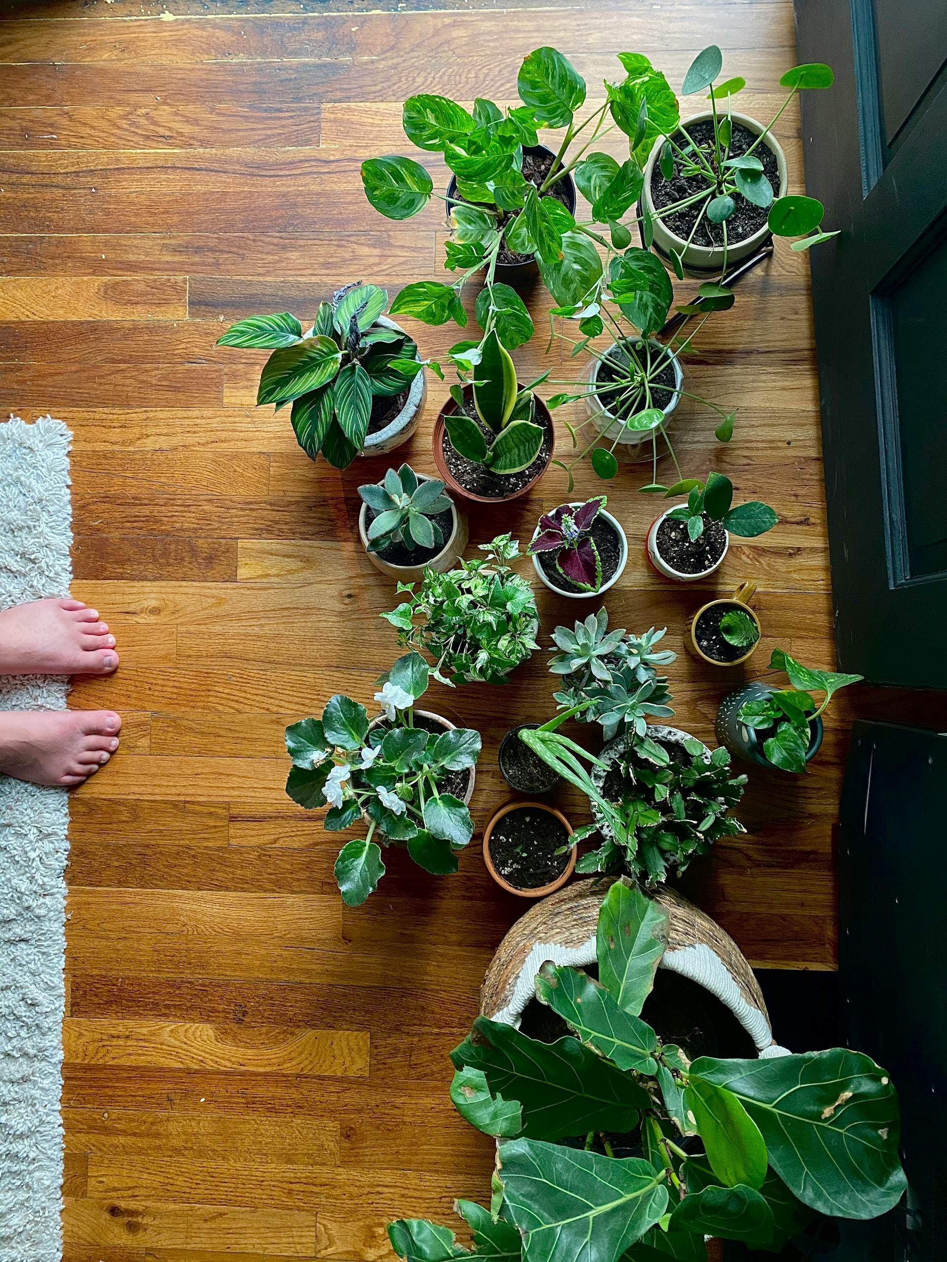 Beneficios psicológicos de cuidar de plantas