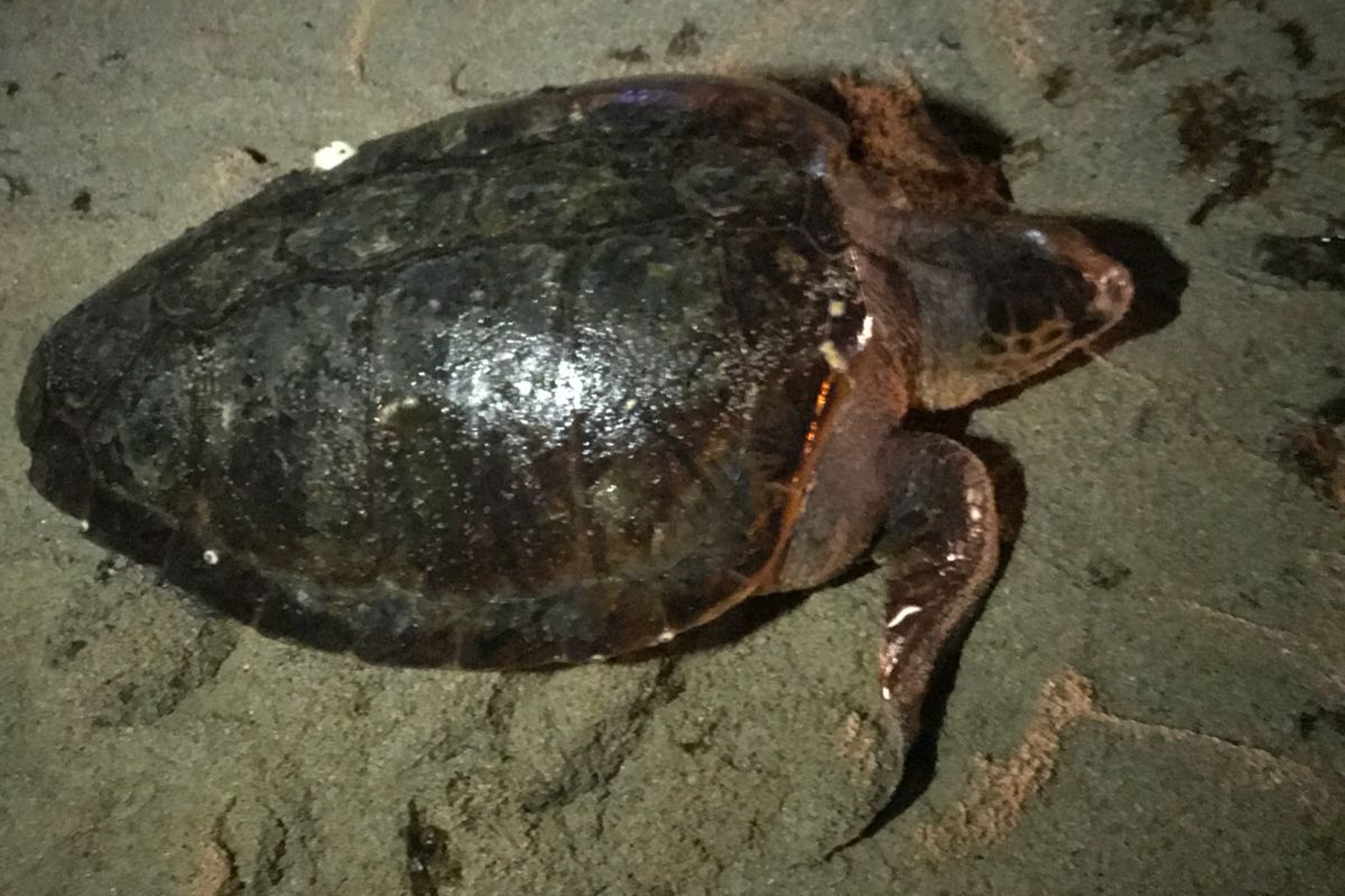 VÍDEO: Una tortuga marina 'de marxa' a les guinguetes de Mataró