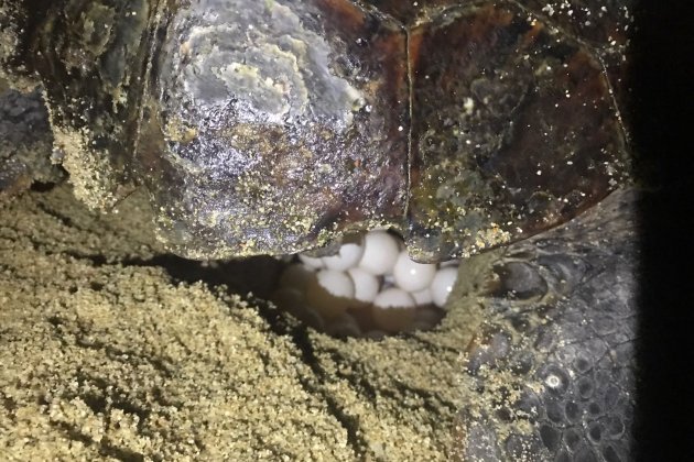 tortuga marina huevos. ACN