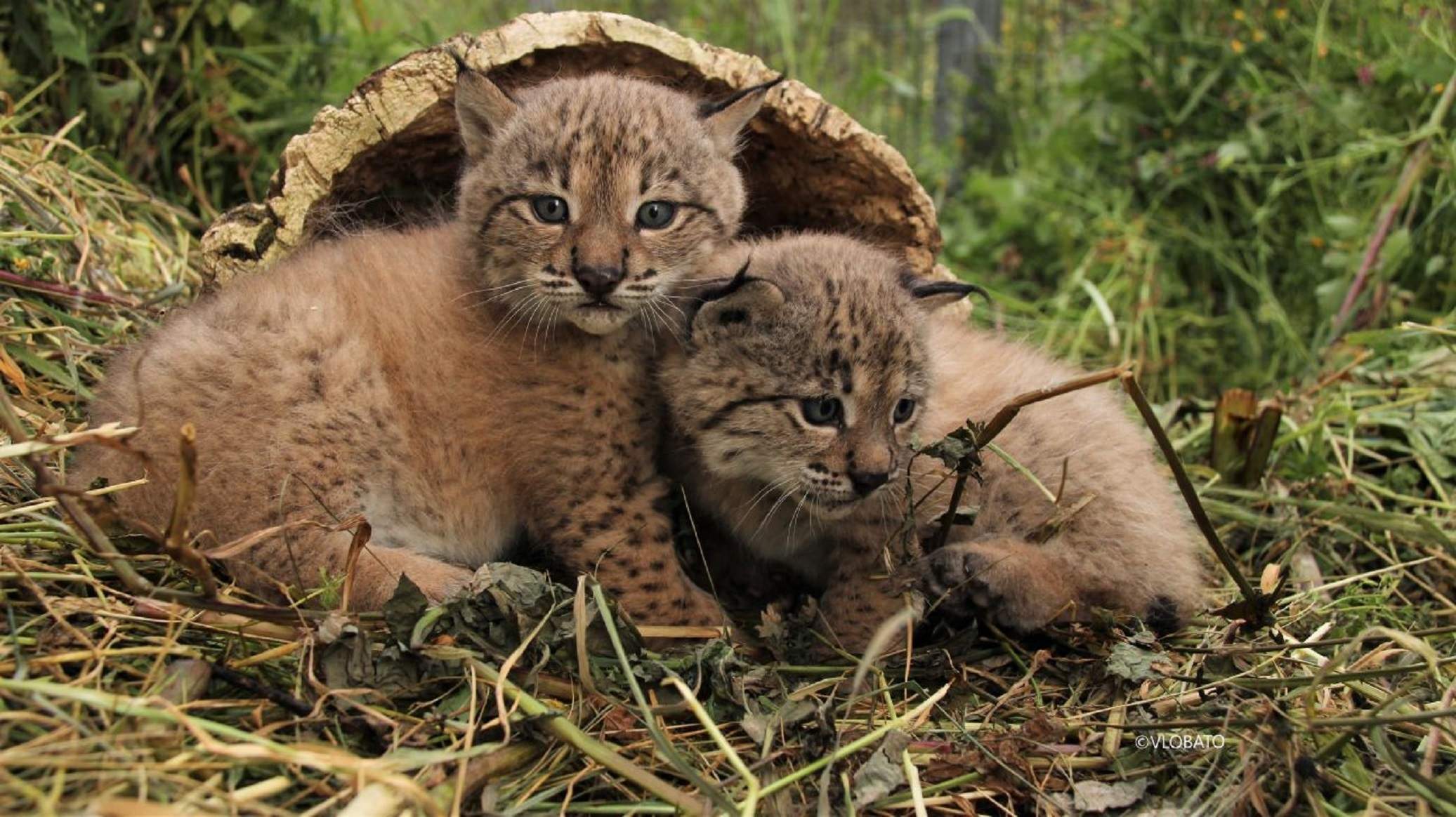 El linx ibèric, fora de la "llista vermella" dels animals en perill d'extinció