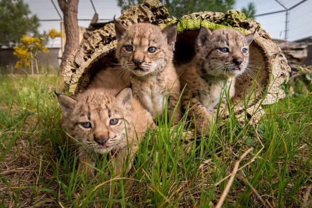 lince iberic, fuera de peligro extinción. europa press lince iberic, fuera de peligro extinción. europa press