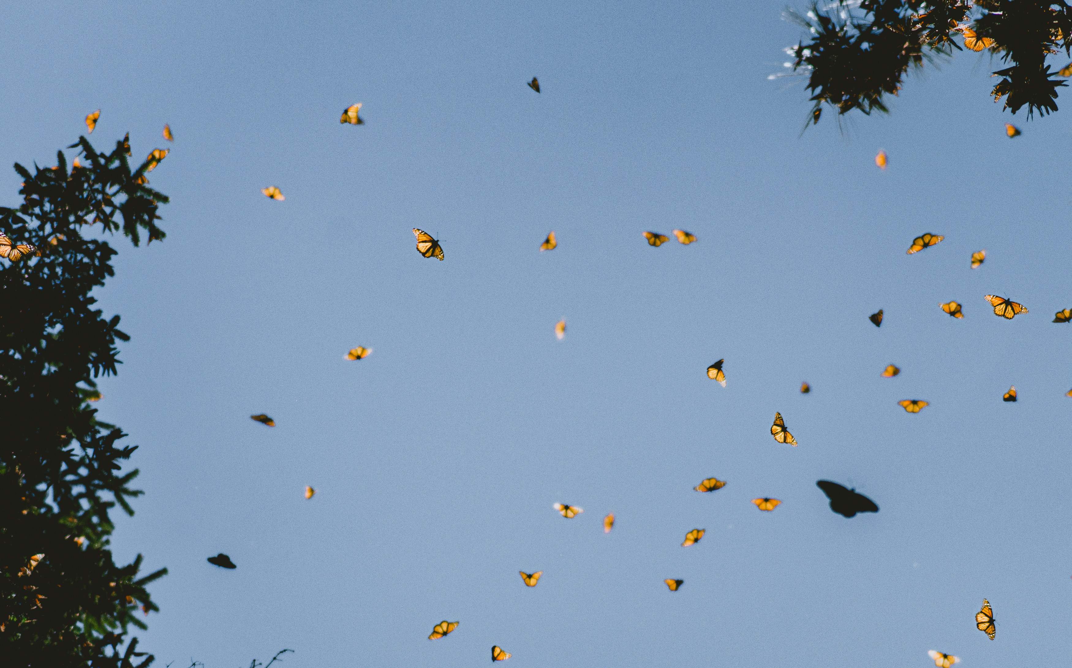El largo viaje de un grupo de mariposas que atraviesa volando el Atlántico