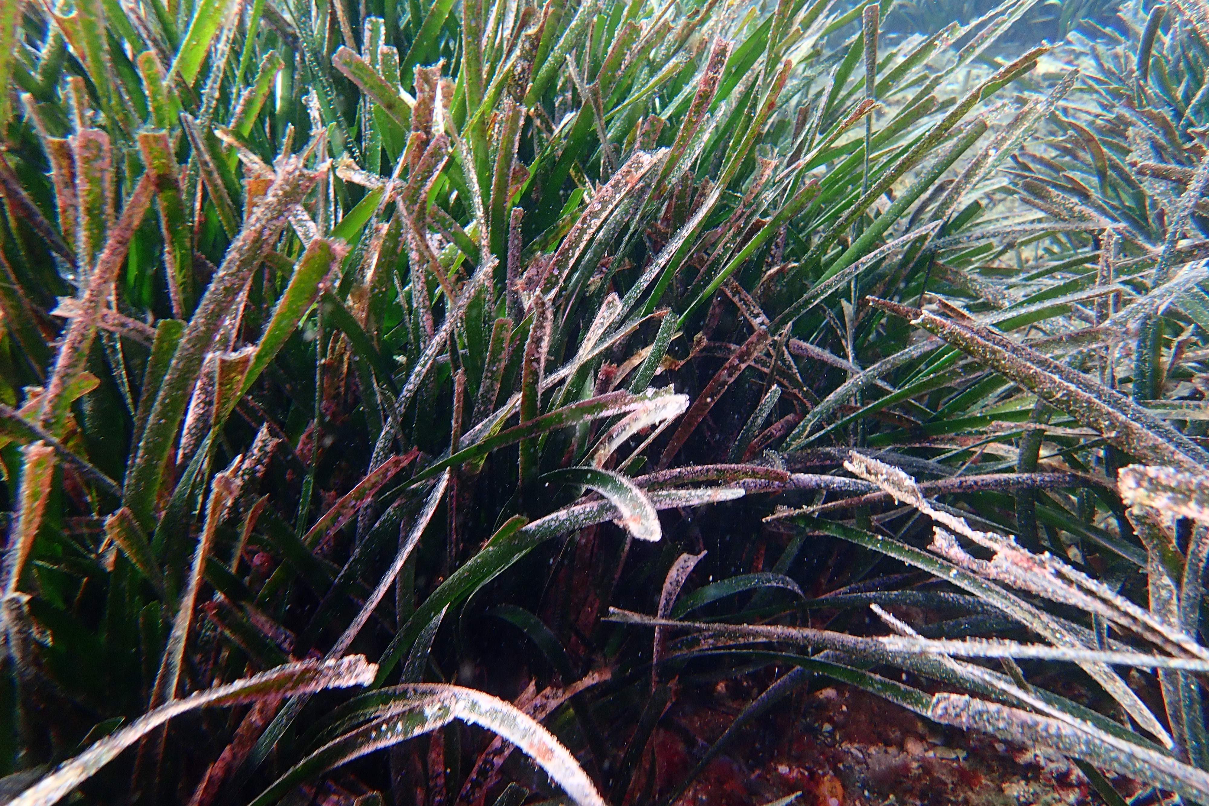 Posidonia (ACN)