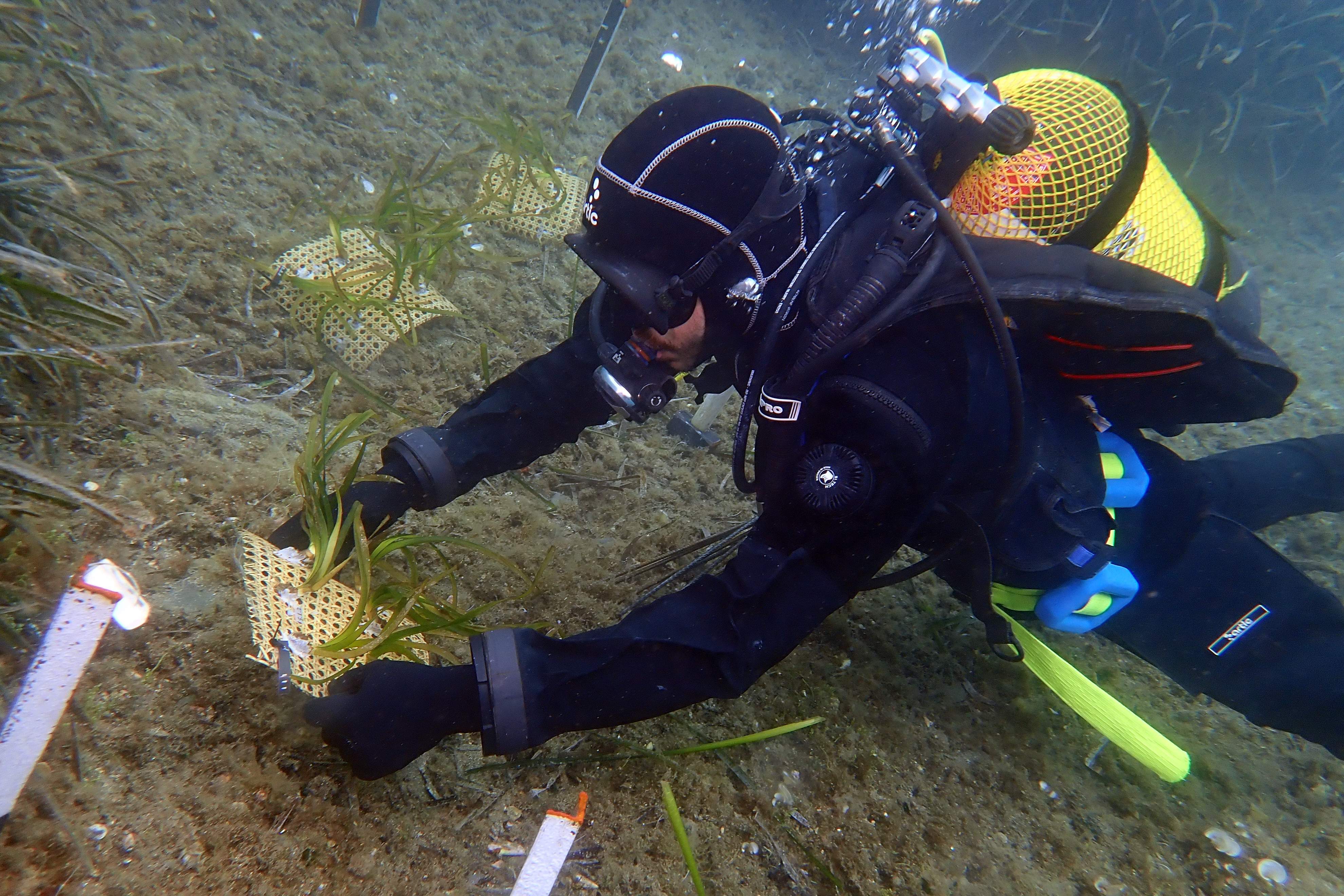 Un pulmón de posidonia para oxigenar el fondo marino del cabo de Creus