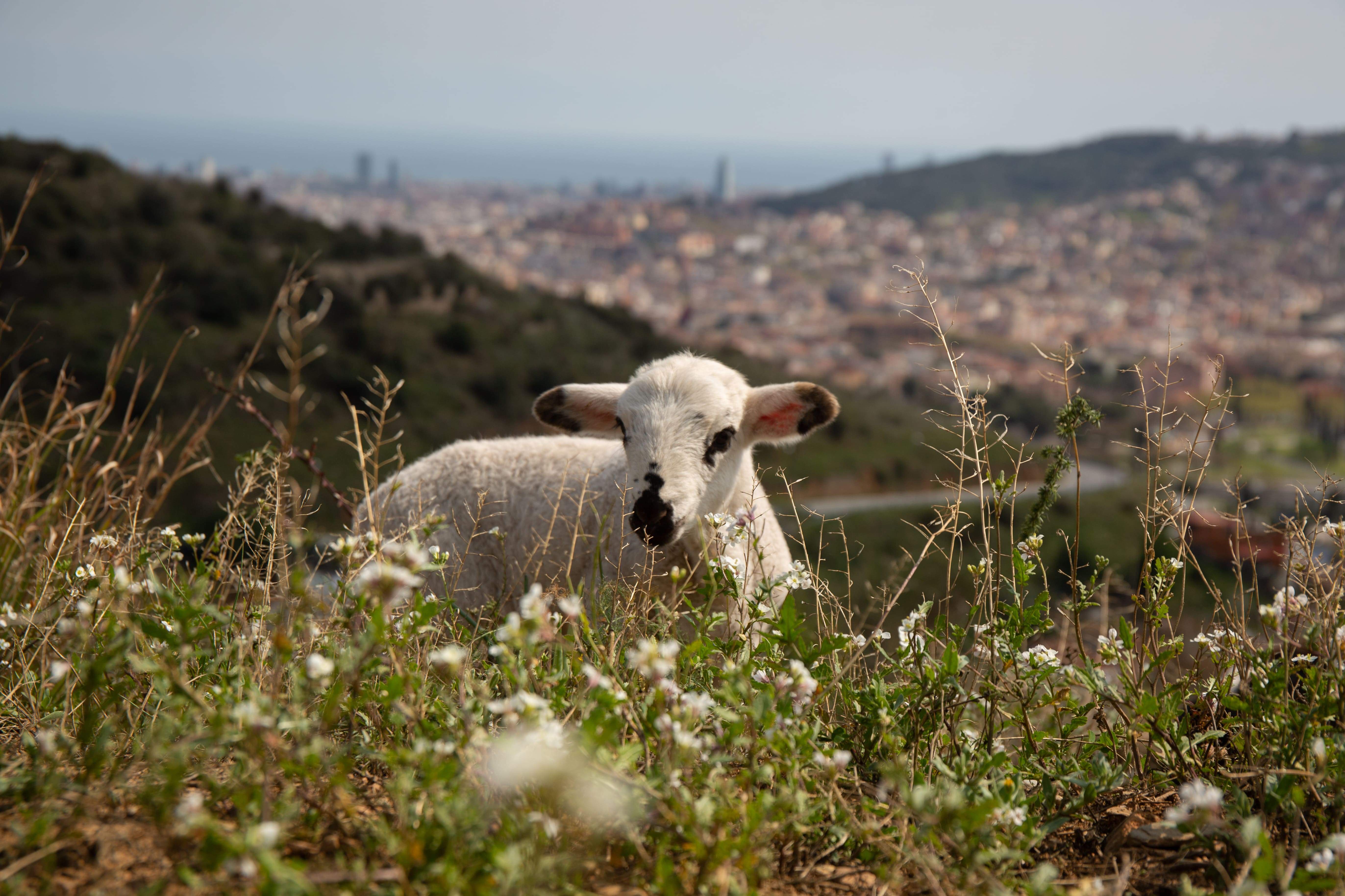 La malaltia de la llengua blava s'estén per Catalunya: ja és a almenys 19 granges de vuit comarques