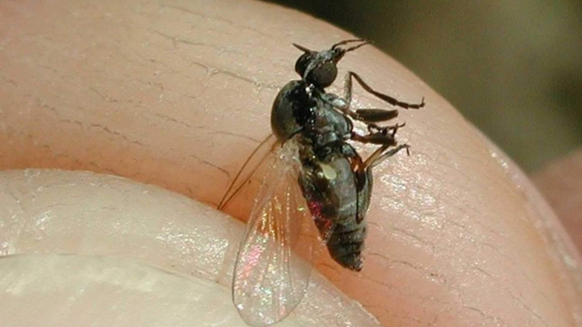 Mosca negra: cómo reconocer la picadura y qué hacer