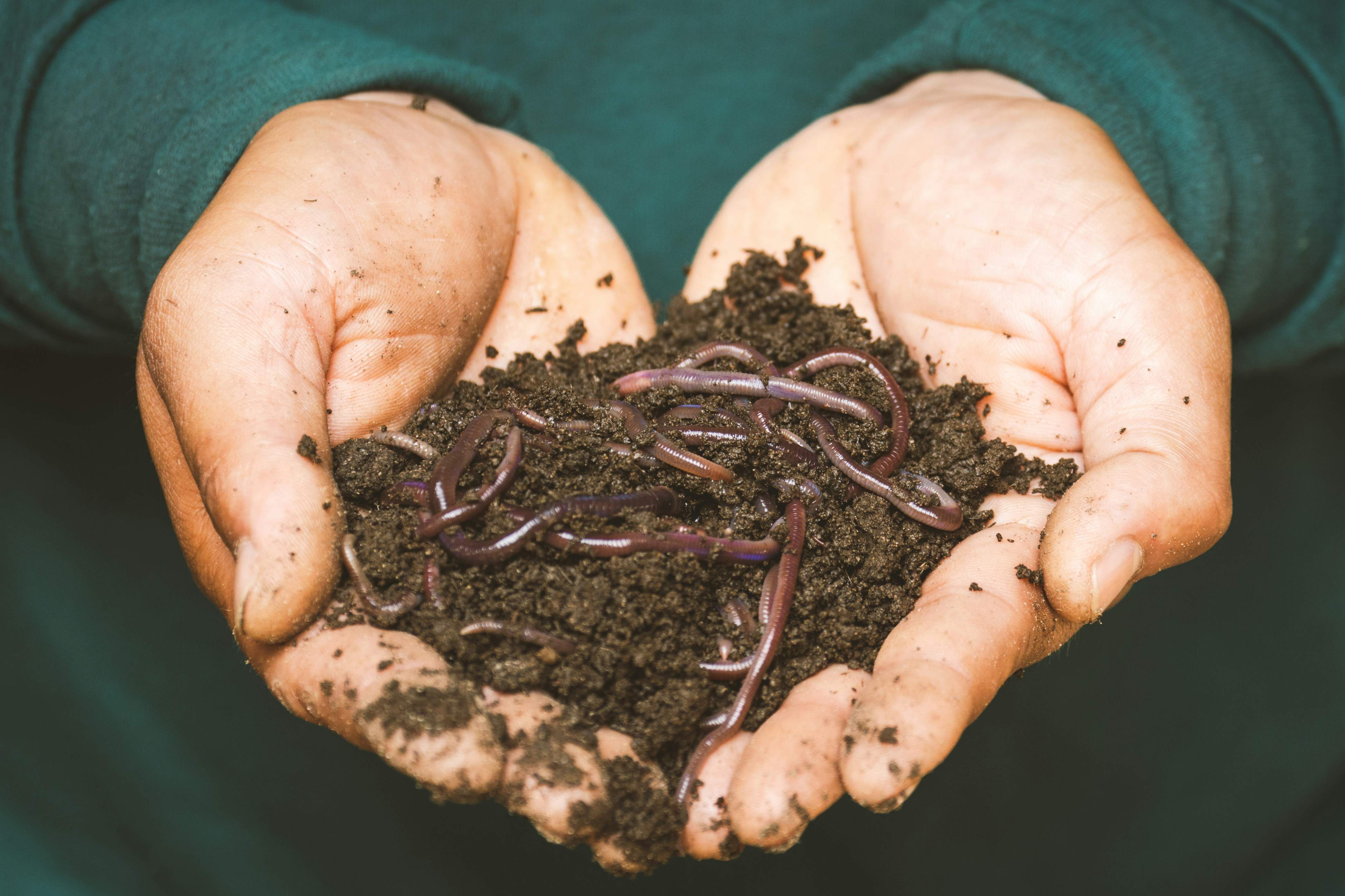 ¿Bichos contra el hambre? Singapur aprueba 16 insectos más como alimento