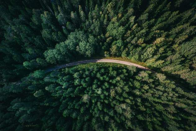 bosque unsplash (2) bosque unsplash (2)