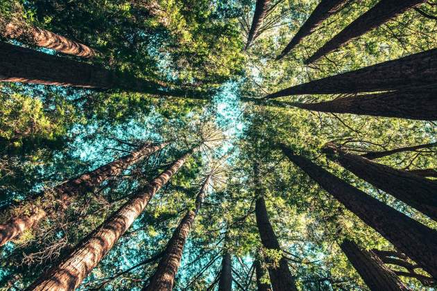 bosque unsplash (3) bosque unsplash (3)