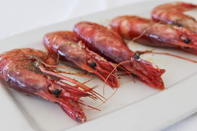 gamba 1 gamba 1
