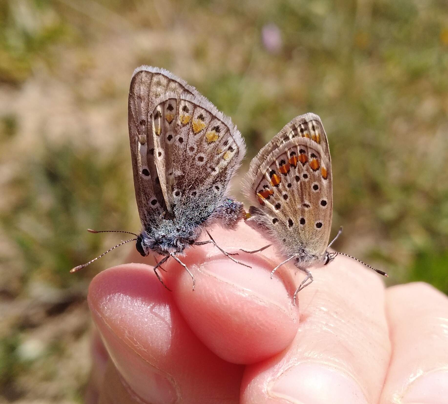 Baja un 30% la población de mariposas en el Área Metropolitana de Barcelona por la sequía