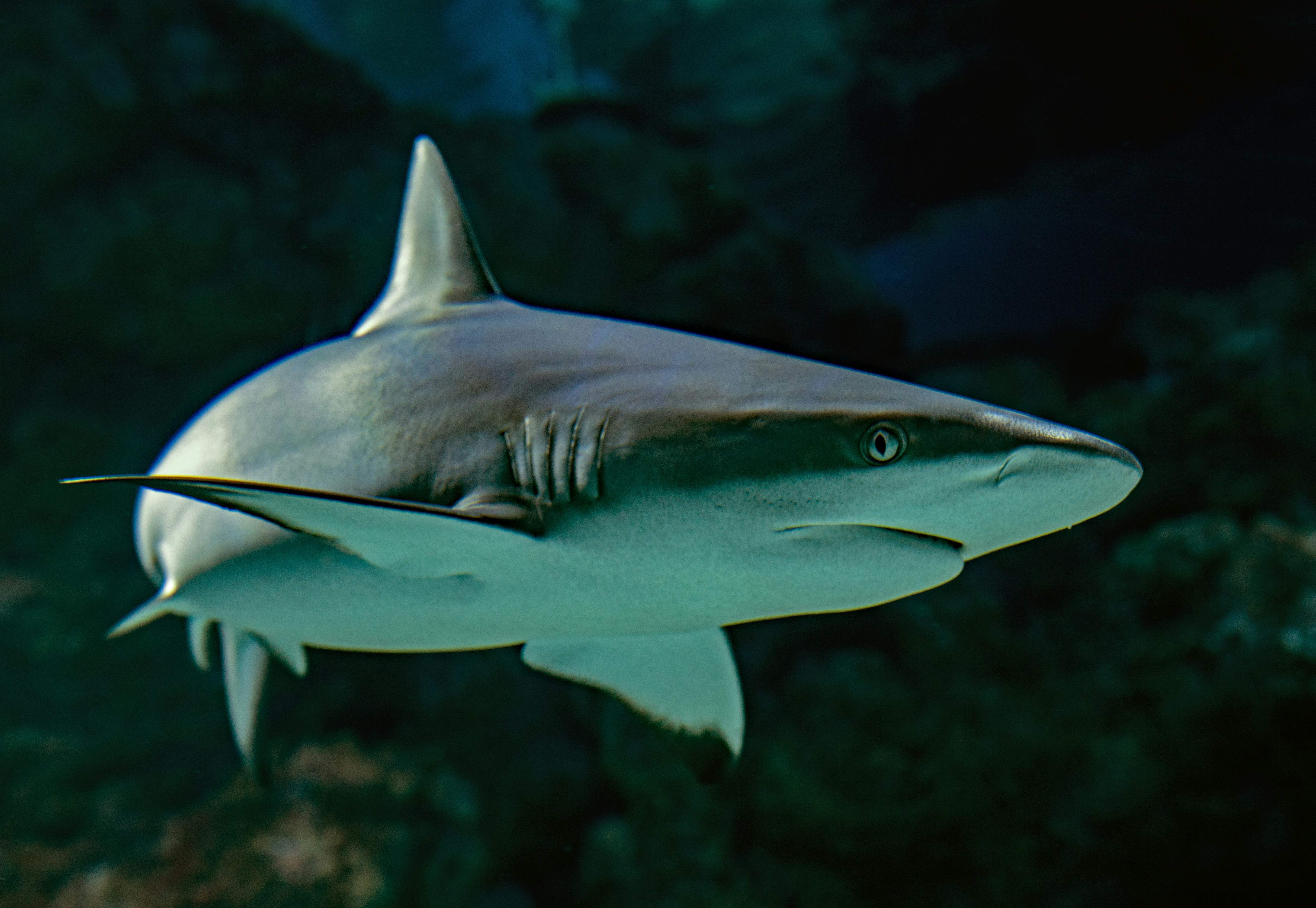 La costa catalana, clave para proteger tiburones y grandes depredadores en el Mediterráneo occidental