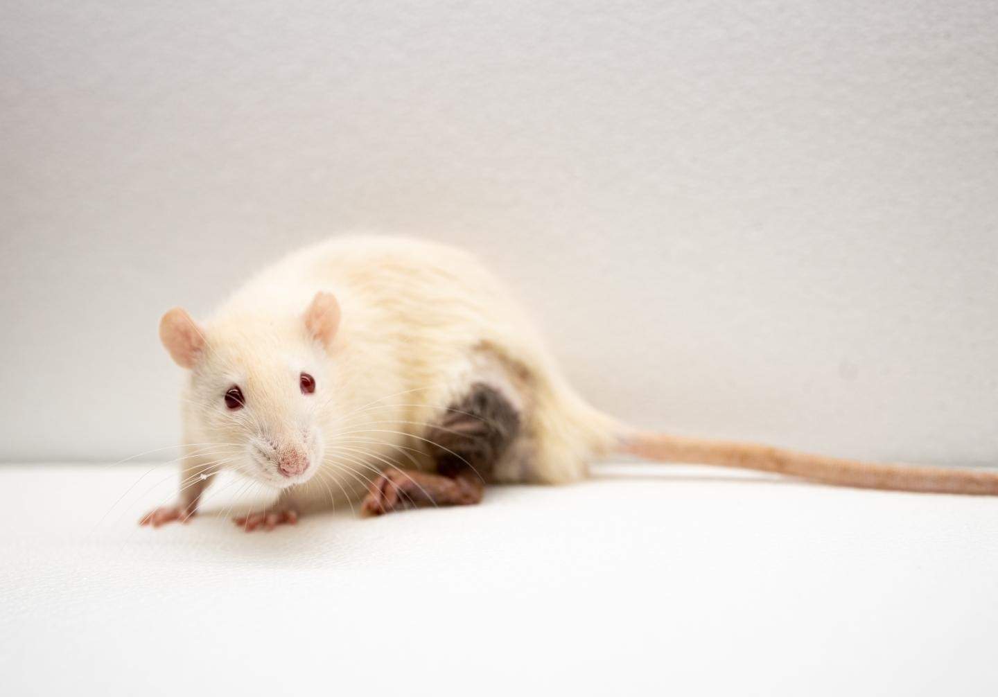 Científics xinesos creen el primer ratolí amb dos pares del mateix sexe que arriba a ser adult
