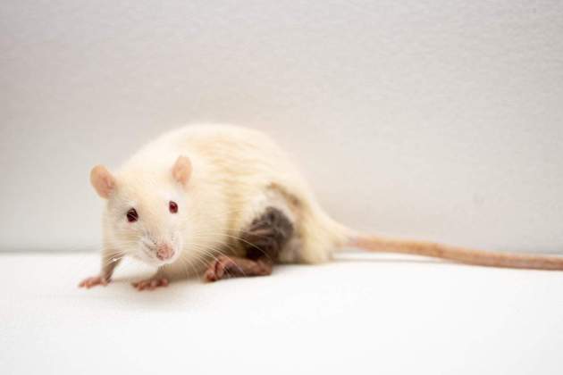 Imatge d'un ratolí de laboratori / Foto: Europa Press Imatge d'un ratolí de laboratori / Foto: Europa Press