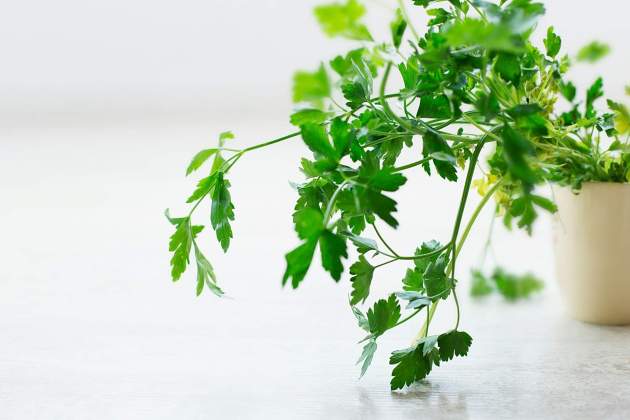Julivert fresca|fresc / Foto: Unsplash