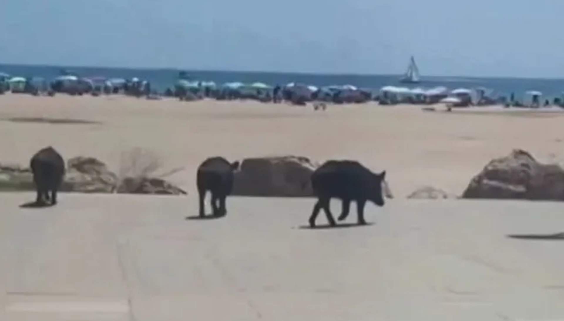 Tres jabalíes caminan por el paseo marítimo de Torredembarra a plena luz del día