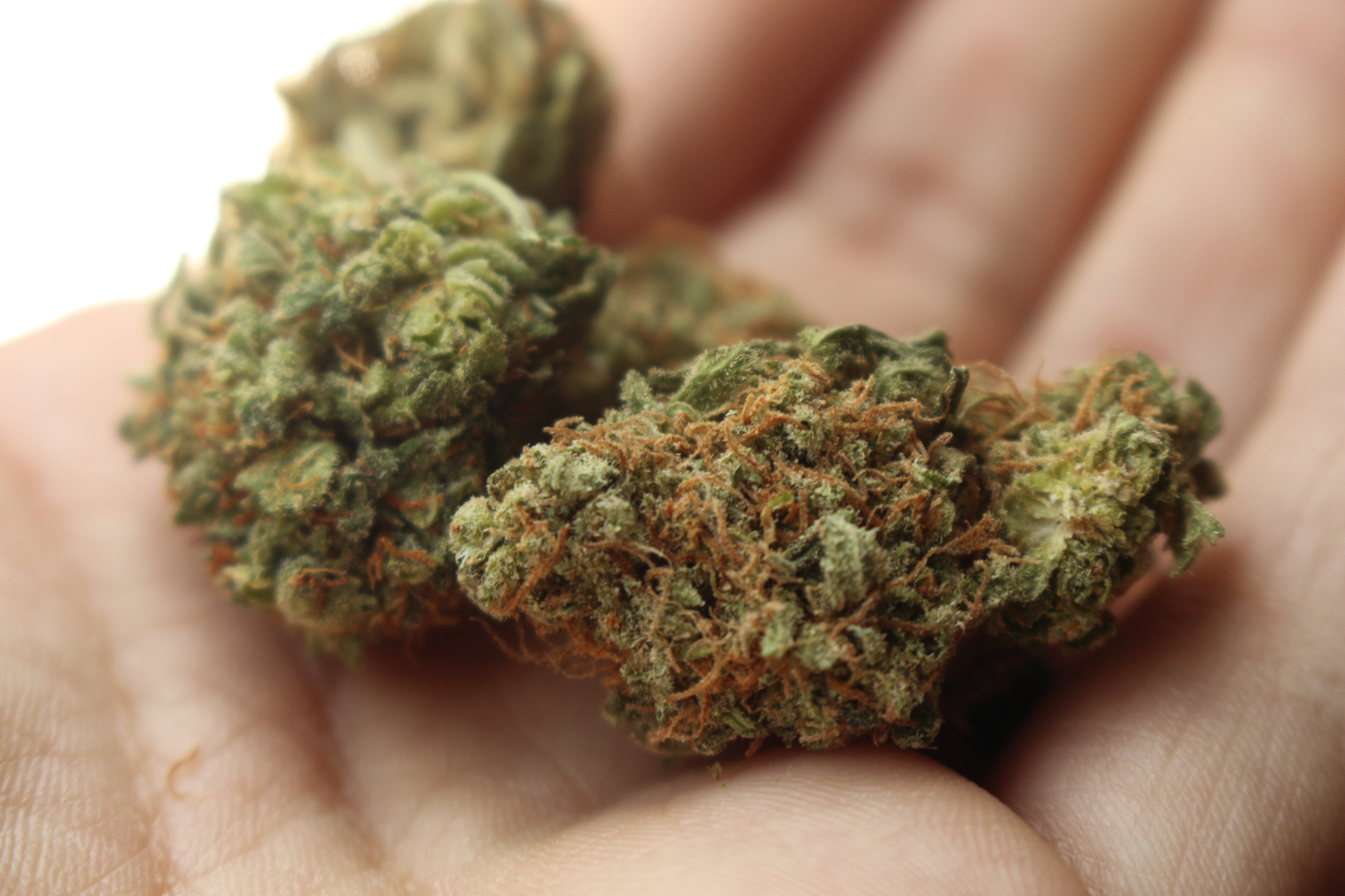 El TC tumba la ley que regula las asociaciones de consumidores de cannabis