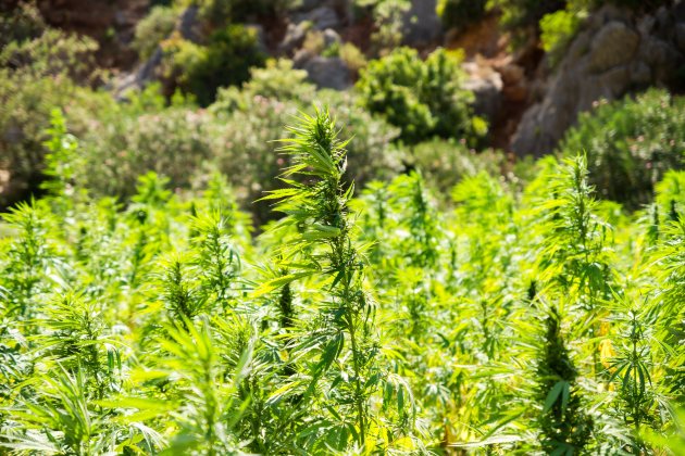 cannabis pixaby cannabis pixaby