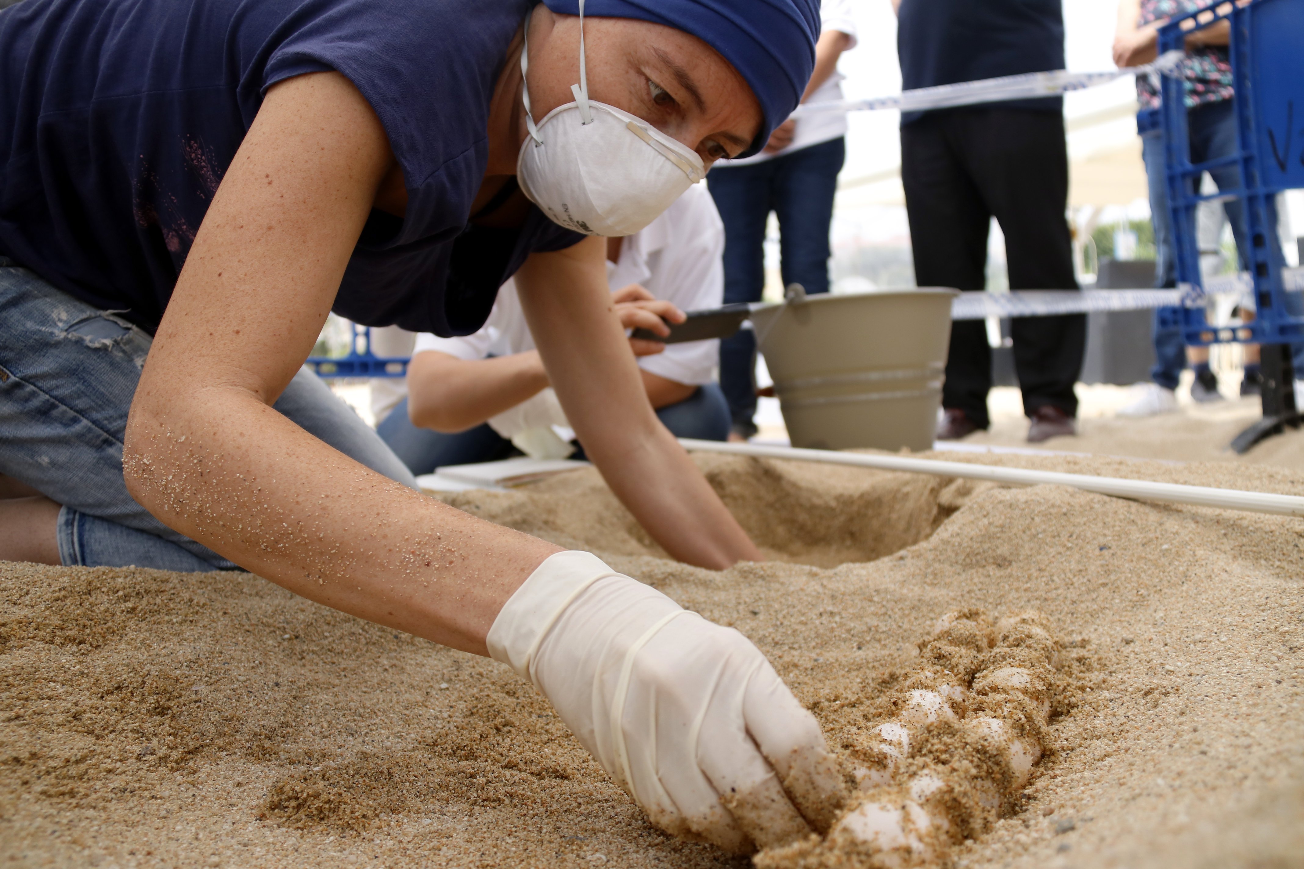 Se buscan voluntarios para vigilar los huevos de la tortuga de Mataró