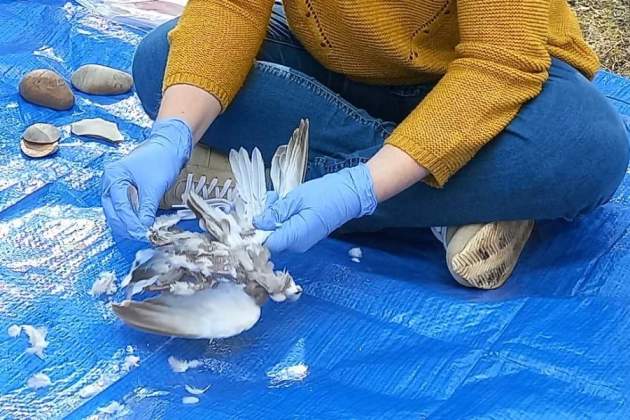 Estudi científic alimentació neandertals Foto Frontiersin