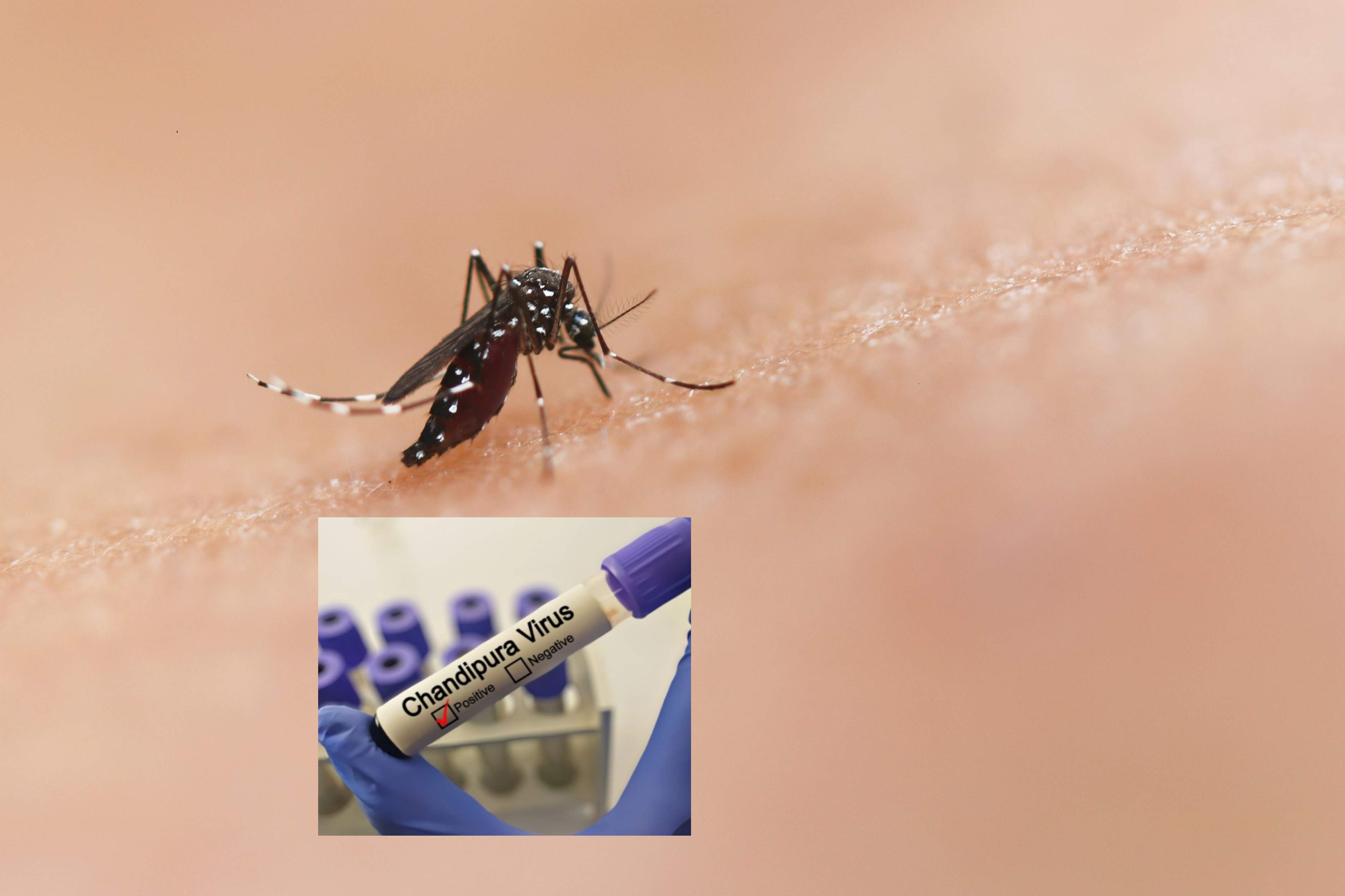 ¿Qué es el virus Chandipura que transmite un mosquito y que ya ha dejado 59 muertos en la India?