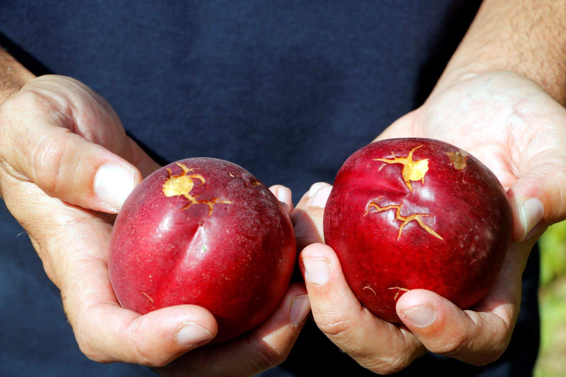nectarines aitona pedregada / ACN nectarines aitona pedregada / ACN