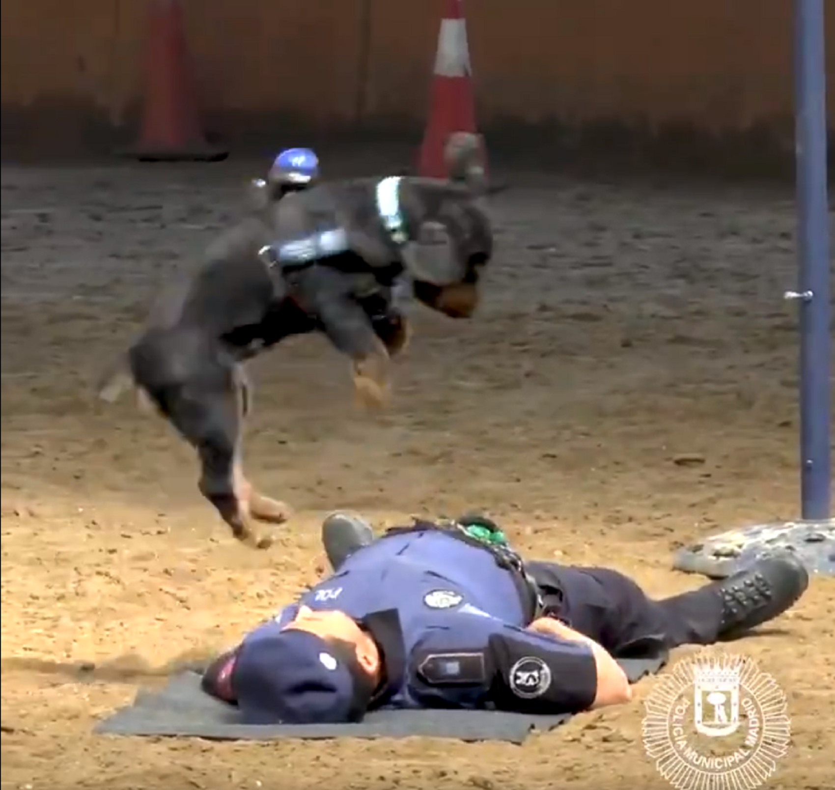 La sorprendente historia de un perro que realiza reanimaciones cardiopulmonares